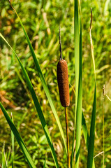 Cattail (Typha) 10153