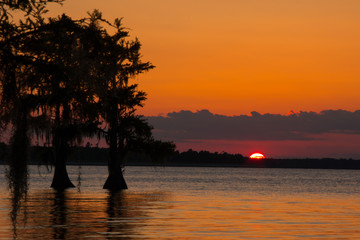 pink red flower up close macro