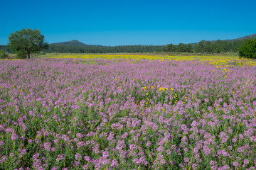 Naklejka na ściany i meble Rocky Mountain purple beeplant carpet of flowers in a dense field