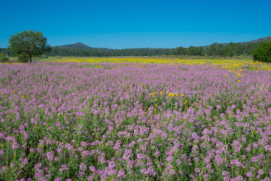 Rocky Mountain purple beeplant carpet of flowers in a dense field