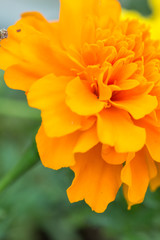orange marigold close macro