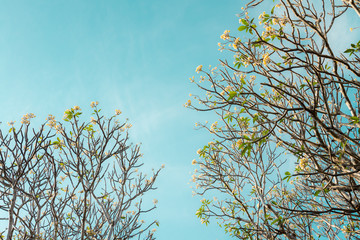 Yellow plumeria branch flower with blue sky in spring summer. Green nature tropical garden.