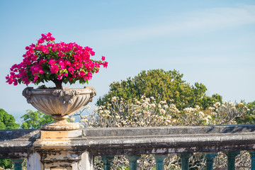 Beautiful red flower in classical white cement pot with blue sky background in summer season - Decoration in outdoor garden