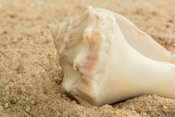 shells sand close beach