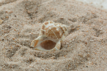 Fototapeta na wymiar single sea shell in sand neutral