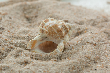 Fototapeta na wymiar shells sand close beach
