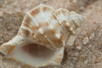 shells sand close beach