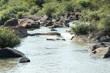Fototapeta premium river in forest