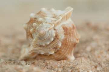 shells sand close beach