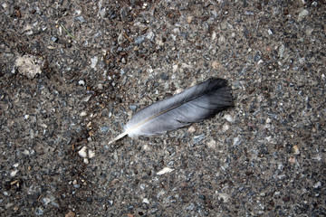 Feather on Gravel