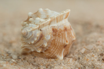 shells sand close beach