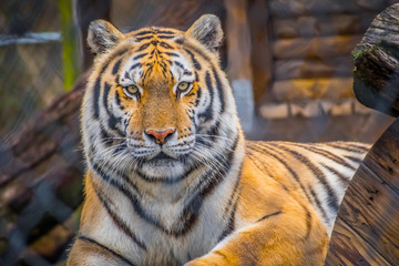 A black transverse stripes Siberian Tiger in Jacksonville, Florida