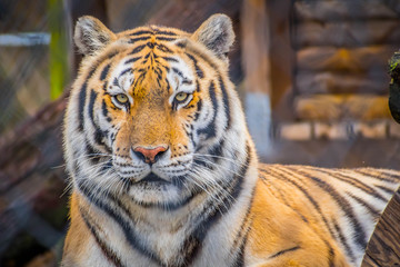 A black transverse stripes Siberian Tiger in Jacksonville, Florida