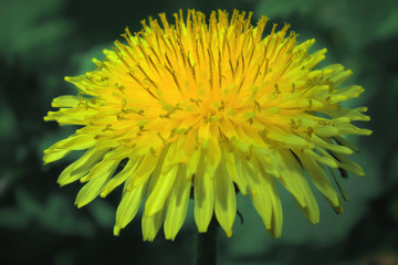 Beautiful dandelion flower on a green meadow. Symmetry in nature. Flowers background. 