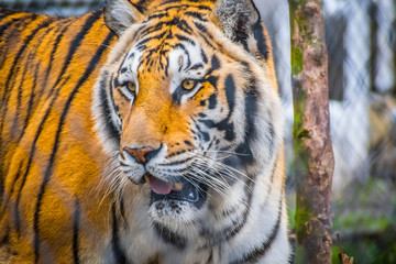 A black transverse stripes Siberian Tiger in Jacksonville, Florida