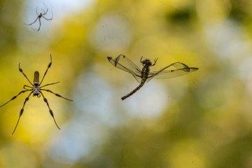 Spider in web with dragonfly feeding
