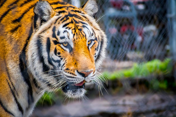 A black transverse stripes Siberian Tiger in Jacksonville, Florida