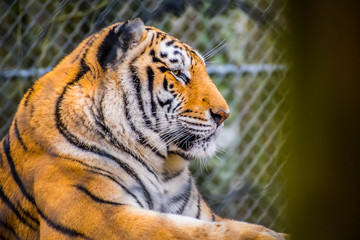 A black transverse stripes Siberian Tiger in Jacksonville, Florida
