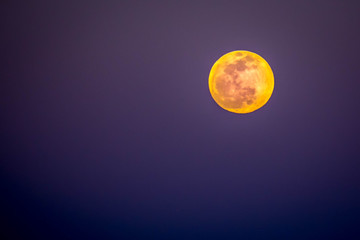 A Super Wolf Blood Moon in Wildwood, Florida