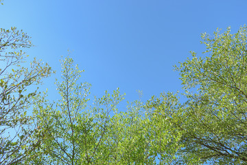 green leaf branchs of big tree in nature