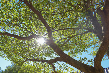 sun light through green leaf branchs of big tree
