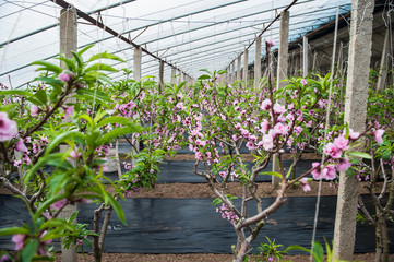 Peach trees blossom in Greenhouse
