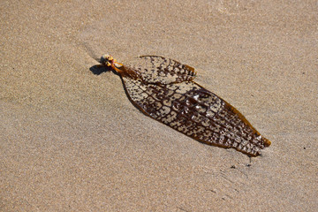 海岸に流れ着いた昆布