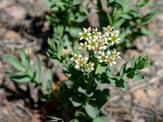 Bastard Toadflax (Comandra umbellata), a western US native wildflower in the Sandalwood family (Santalaceae). THis one was growing in the Clover Mountains, Lincoln County, Nevada, USA.