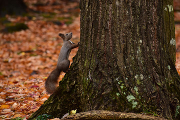 枯葉の中のエゾリス