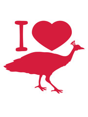 herz i love liebe vogel silhouette umriss schatten pfau fasan federn groß männlich schön hübsch augen zoo wildtier comic cartoon clipart design