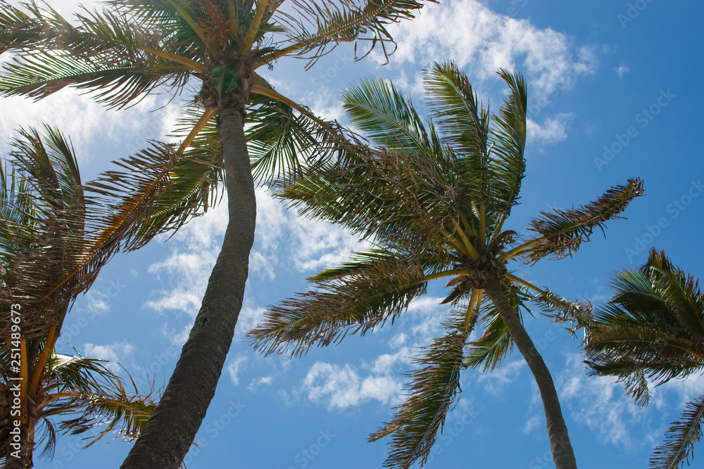 Wall mural lying on the beach look up blue sky palm tress clouds breezing summer tropical resort vacation