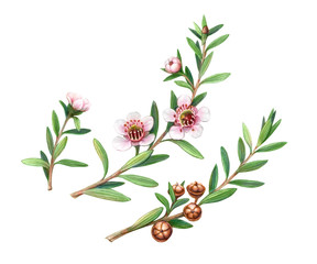 Manuka Plant Flowers, Branches and Fruit Pencil Drawing Isolated on White