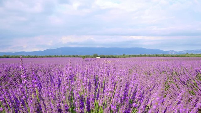 Amazing landscape of Valensole lavender blooming flower field, Provence, France.