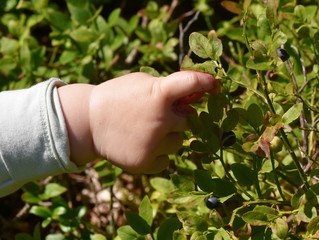 Hand of small child picking blueberry in a forest