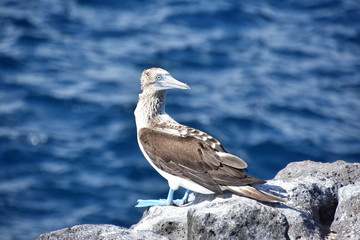 Blue-footed booby Sula nebouxii standing on a rock by the sea