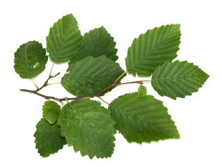 Branch from grey alder tree Alnus incana isolated on white background