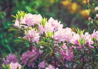 Colorful pink azalea flowers in garden. Blooming bushes of bright azalea at spring sunlight. Nature, spring flowers background