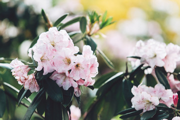 Colorful pink azalea flowers in garden. Blooming bushes of bright azalea at spring sunlight. Nature, spring flowers background