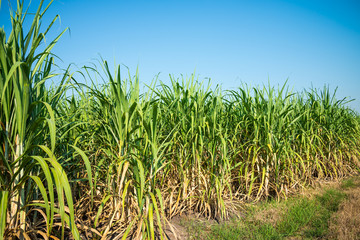 Agriculture sugarcane field farm with blue sky in sunny day background and copy space, Thailand. Sugar cane plant tree in countryside for food industry or renewable bioenergy power.