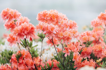 Colorful coral azalea flowers in garden. Blooming bushes of bright azalea at spring sunlight. Nature, spring flowers background