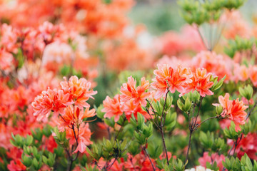Colorful coral azalea flowers in garden. Blooming bushes of bright azalea at spring sunlight. Nature, spring flowers background