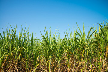 Agriculture sugarcane field farm with blue sky in sunny day background and copy space, Thailand. Sugar cane plant tree in countryside for food industry or renewable bioenergy power.