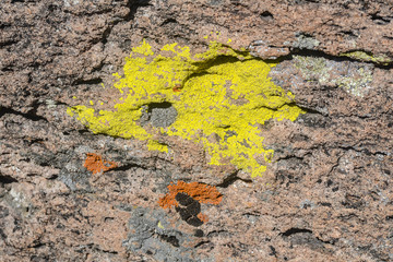 Lichen Patch in Big Rocks Wilderness, Lincoln County, Nevada, United States of America.