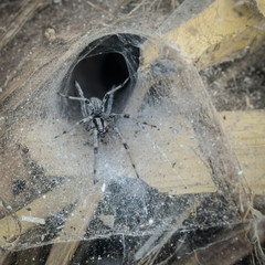 Desert grass spider in funnel web