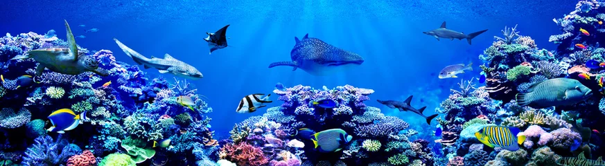 Fototapete Unterwasser Panoramahintergrund des schönen Korallenriffs mit tropischen Meeresfischen. Walhai, Hammerhai, Zebrahai und Meeresschildkröte hier besucht