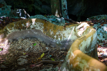 The giant root of the tree crawling along
