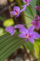 pink orchid flowers in wild filed with green leaves