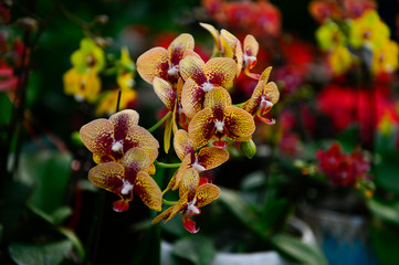 The orchid in full bloom