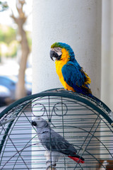 Portrait colorful Ara parrot on cage.Macaw outside your cage.