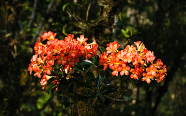 Ericaceae vireya rhododendron hybrid flower. It's called 1000 year rose at Doi Chang Mub Mae Fa...